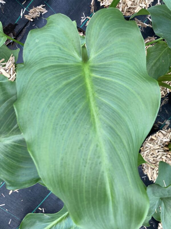 ZANTEDESCHIA aethiopica