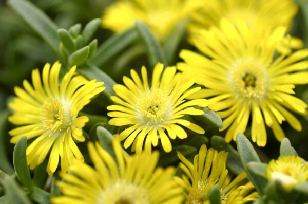 DELOSPERMA nubigenum 'Golden Wonder'®