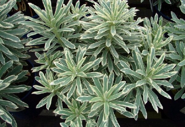 EUPHORBIA characias 'Silver Swan'