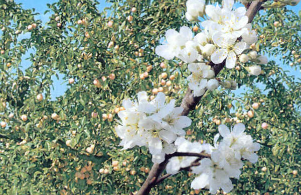 PRUNUS domestica