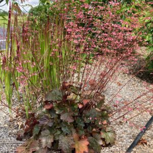 HEUCHERA micrantha 'Palace Purple'