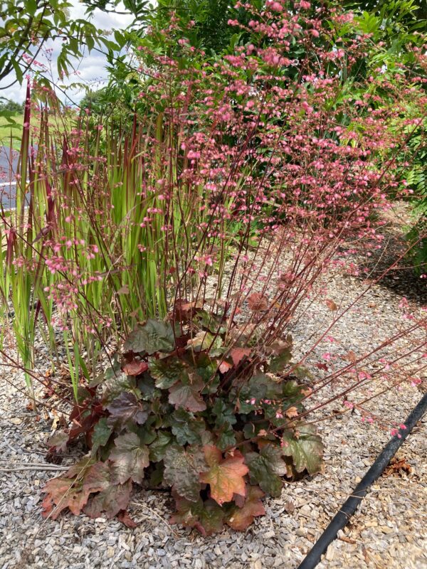 HEUCHERA micrantha 'Palace Purple'