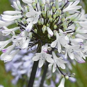 Fleurs d'agapanthe en gros plan.