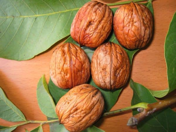 Noix fraîches sur feuilles vertes.