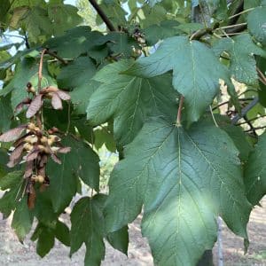 Feuilles vertes et graines d'arbre en journée.