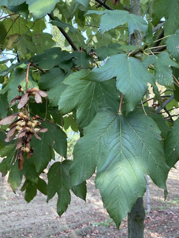 Feuilles vertes et graines d'arbre en journée.