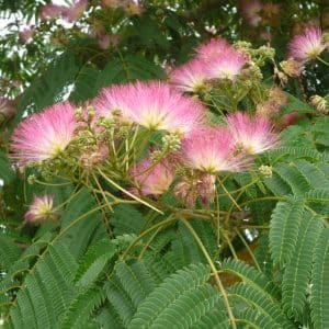 Fleurs roses d'Albizia en gros plan