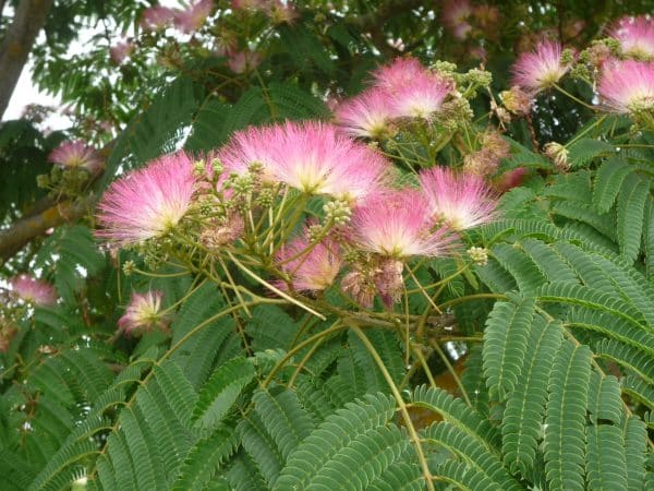 Fleurs roses d'Albizia en gros plan