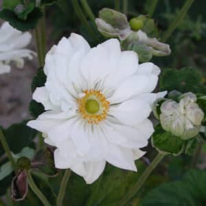 ANEMONA 'Whirlwind'