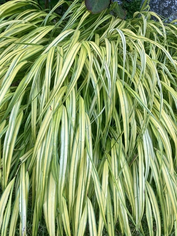 Feuilles vertes et jaunes de plante tropicale.