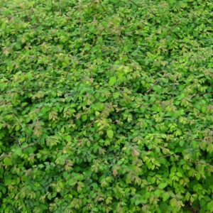 SYMPHORICARPOS x chenaulti 'Hancock'