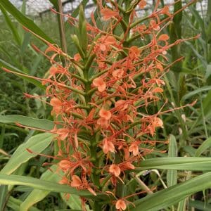 Orchidée orange en serre tropicale.