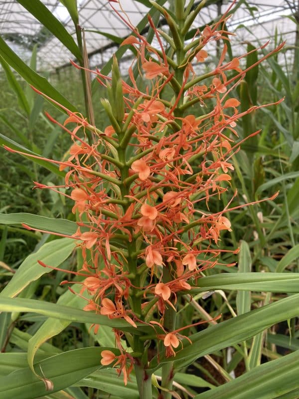 Orchidée orange en serre tropicale.