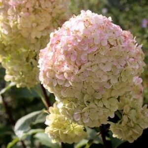 HYDRANGEA paniculata Magical® 'Sweet Summer'