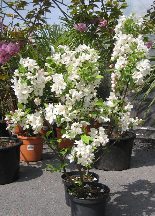 Pommiers en fleurs en pot.