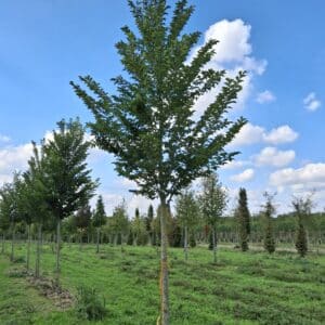 ULMUS 'Lutèce'®
