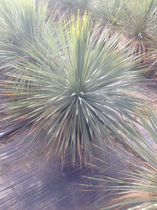 Plante verte en touffes, extérieur ensoleillé.