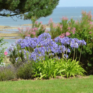 Jardin Bord de Mer