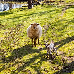 moutons retouche recadré