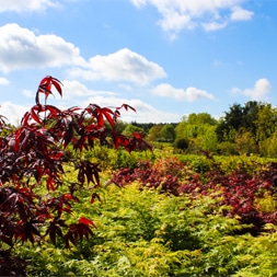 Paysage jardin fleuri sous ciel bleu nuageux