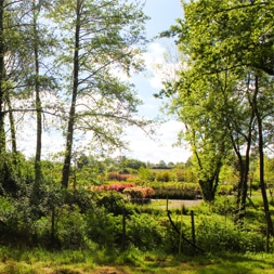 Paysage verdoyant avec arbres et clôture en bois.