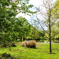 Parc verdoyant au printemps avec étang.