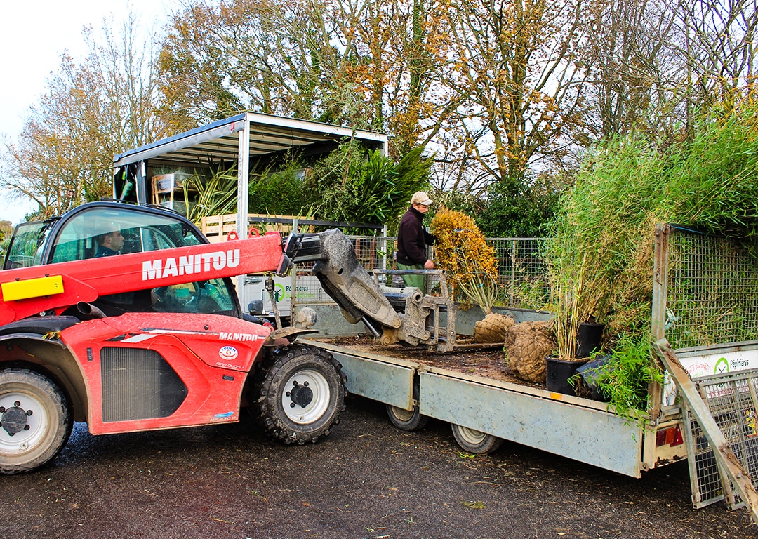 Chargement de plantes avec chariot élévateur Manitou.
