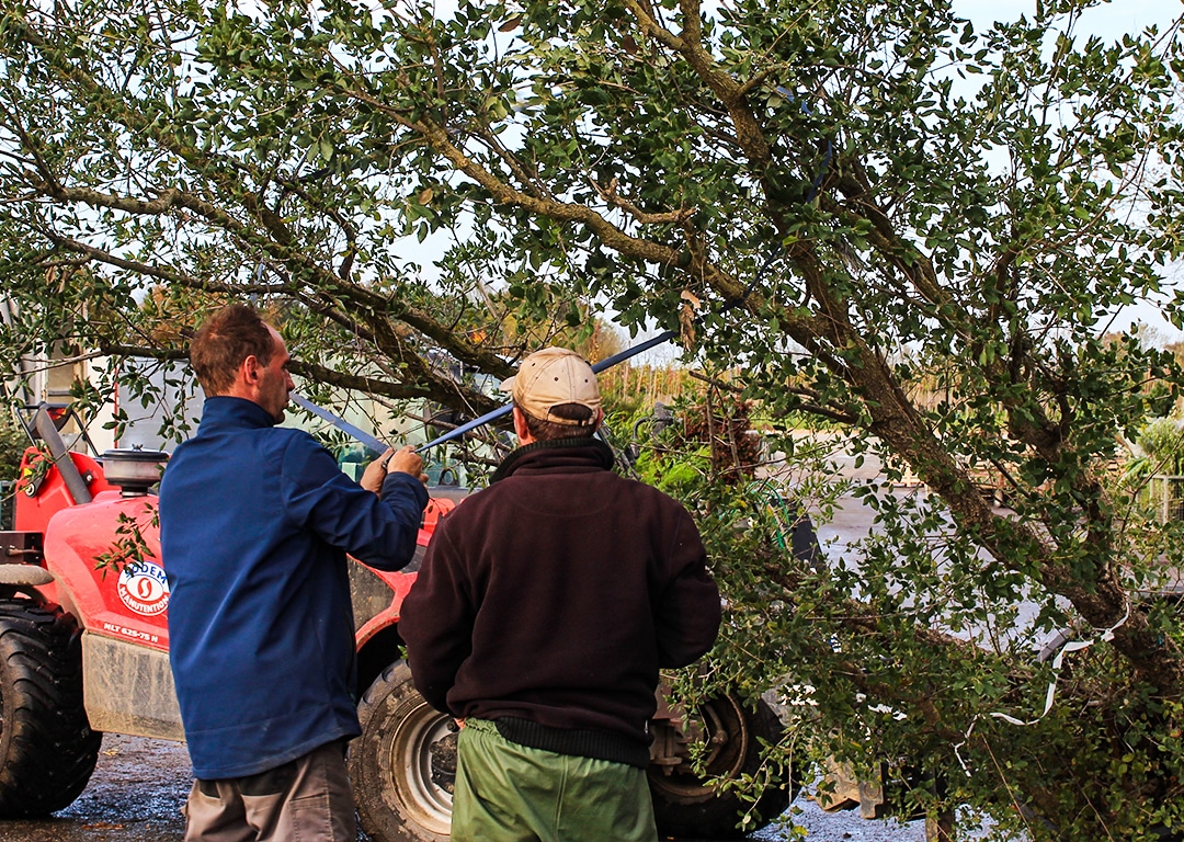 Deux hommes taillant un arbre en extérieur.