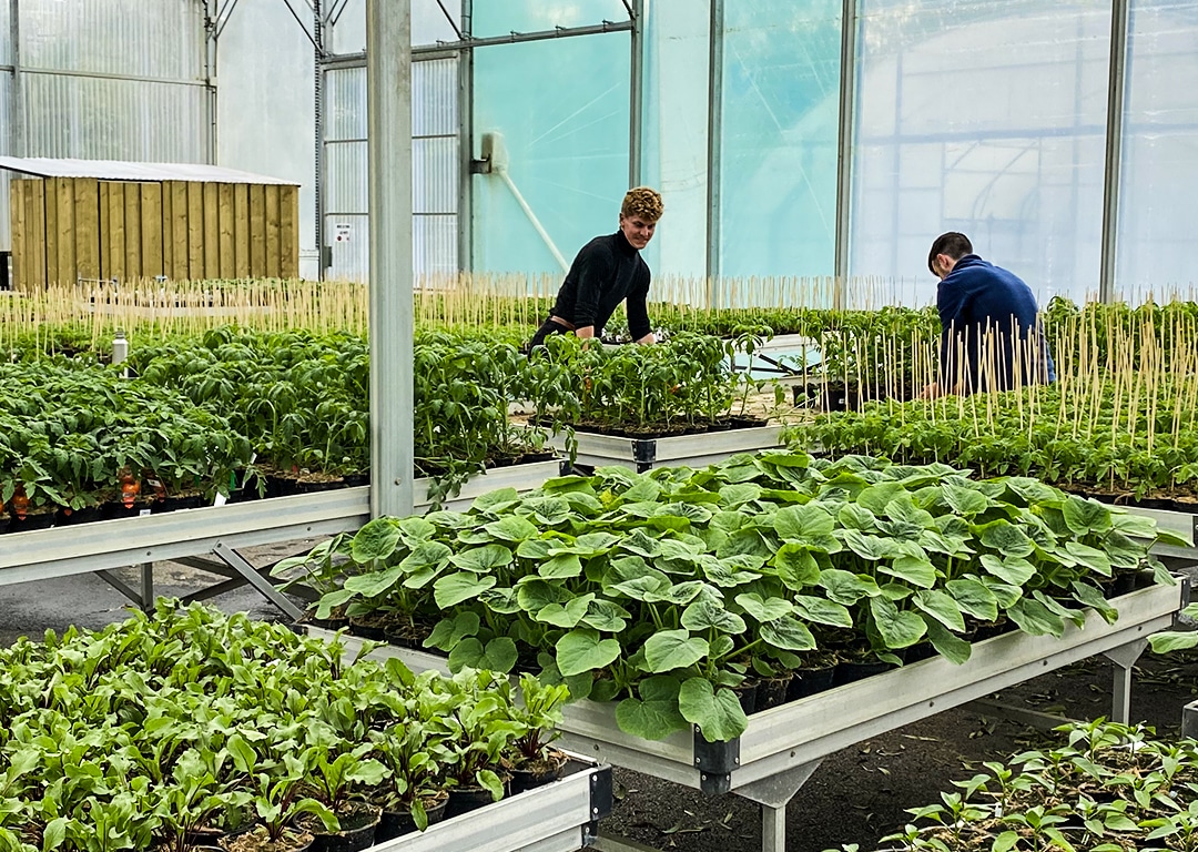 Cultivateurs travaillant dans une serre de plantes.