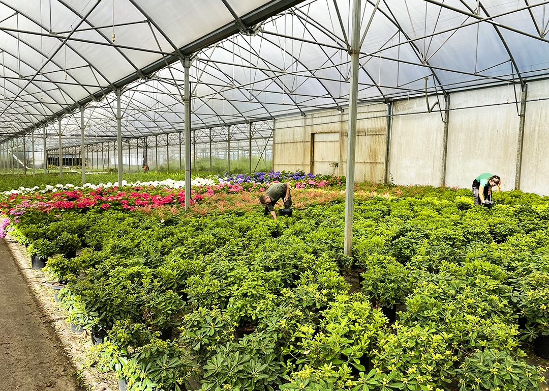 Serre de jardinage, personnes soignant des plantes.